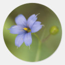 Suche nach blaue augen aufkleber Mit blumen
