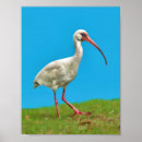 Suche nach ibis poster Tiere