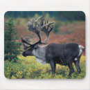 Suche nach karibu mousepads Alaska