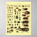 Suche nach vintage biologie poster Wissenschaft