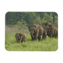 Suche nach indischer elefant magnete Corbett nationalpark