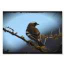Suche nach kleiner vogel poster Spatz