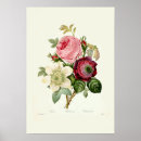 Suche nach clematis blume poster Rose
