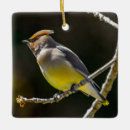 Suche nach singvogel ornamente Wildvogel