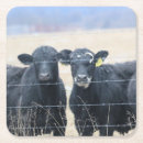 Suche nach weide untersetzer Kühe