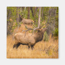 Suche nach geweih magnete Wapiti