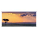 Suche nach akazienbaum poster Masai mara