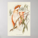 Suche nach gould poster Natur