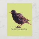 Suche nach starling postkarten Natur