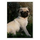 Suche nach kitz mops postkarten Betrachten der kamera