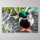 Suche nach gekleidet poster Fotografie