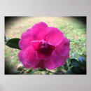 Suche nach kamelien poster Blüte