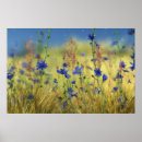 Suche nach saphir poster Blume