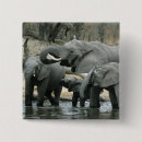 Suche nach afrikanischer elefant buttons Säugetier