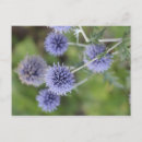 Suche nach dick postkarten Blume