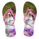 Suche nach englischer beagle Welpe