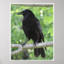 Suche nach krähen poster Vogel