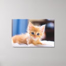Suche nach niedliche katze leinwandbilder Fotografie
