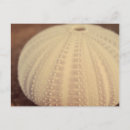 Suche nach seeigel postkarten Muscheln