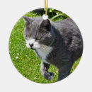 Suche nach graue katzen ornamente Katzenartig