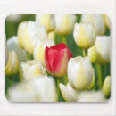 Suche nach rote tulpe mousepads Blume