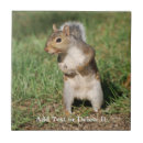 Suche nach nagetiere fliesen Natur