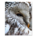 Suche nach eigenschaften poster Eule