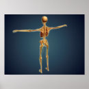 Suche nach menschliches skelett poster Knochen