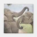 Suche nach indischer elefant magnete Indien