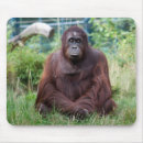 Suche nach lustige yoga mousepads Niedlich