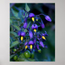 Suche nach giftig poster Fotografie