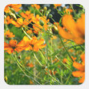 Suche nach cosmos aufkleber Sommer