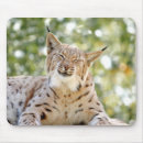Suche nach luchs mousepads Katze