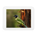 Suche nach grüner kopf magnete Vogel