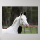 Suche nach warmblood Animal