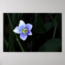 Suche nach naturschutz poster Blume