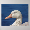 Suche nach gans poster Natur