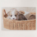 Suche nach corgi puzzle Welpe