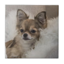 Suche nach stammbaum fliesen Hund