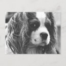 Suche nach cavalier king postkarten Welpe
