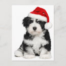 Suche nach bichon postkarten Adorable
