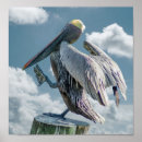 Suche nach pelican poster Vogelposter