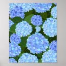 Suche nach blaue hydrangeas poster Blume