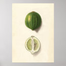 Suche nach limon poster Jede person