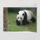 Suche nach babypanda postkarten Riesenpanda