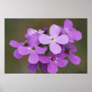 Suche nach lila wildblumen poster Jede person