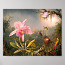Suche nach cattleya poster Blume