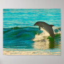 Suche nach delphin poster Tier