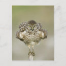 Suche nach cape coral postkarten Kapelle