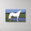 Suche nach appaloosa leinwandbilder Stehend